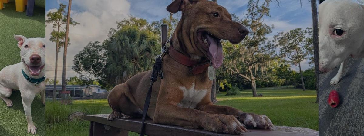 Happy client dog enjoying a walk in Largo, FL