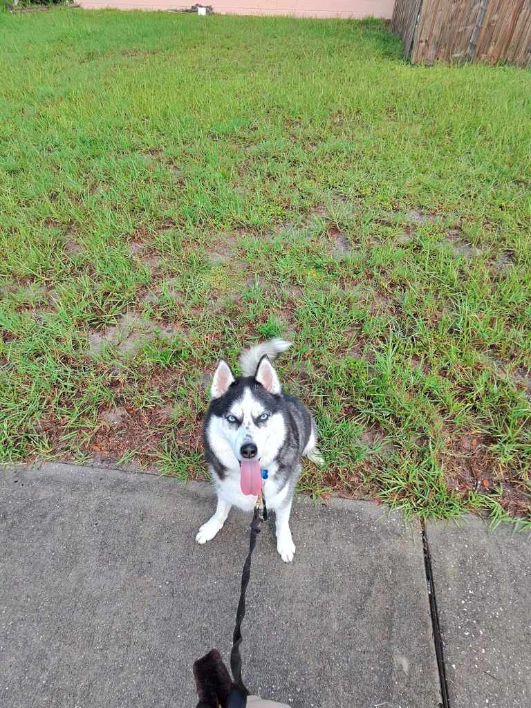 Emmet, a husky client of Spare Human Services, relaxing in his backyard
