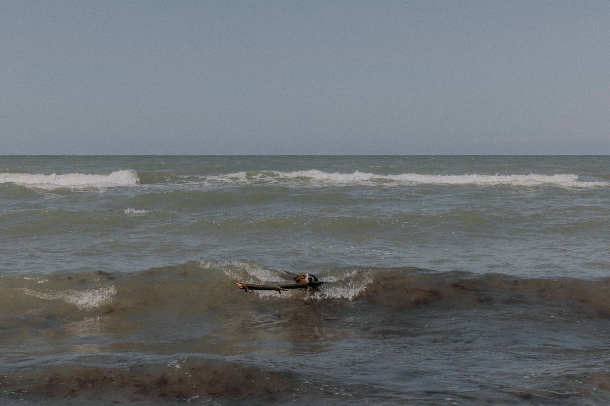 A dog retrieving a stick from the sea shore — Photo from Pexels