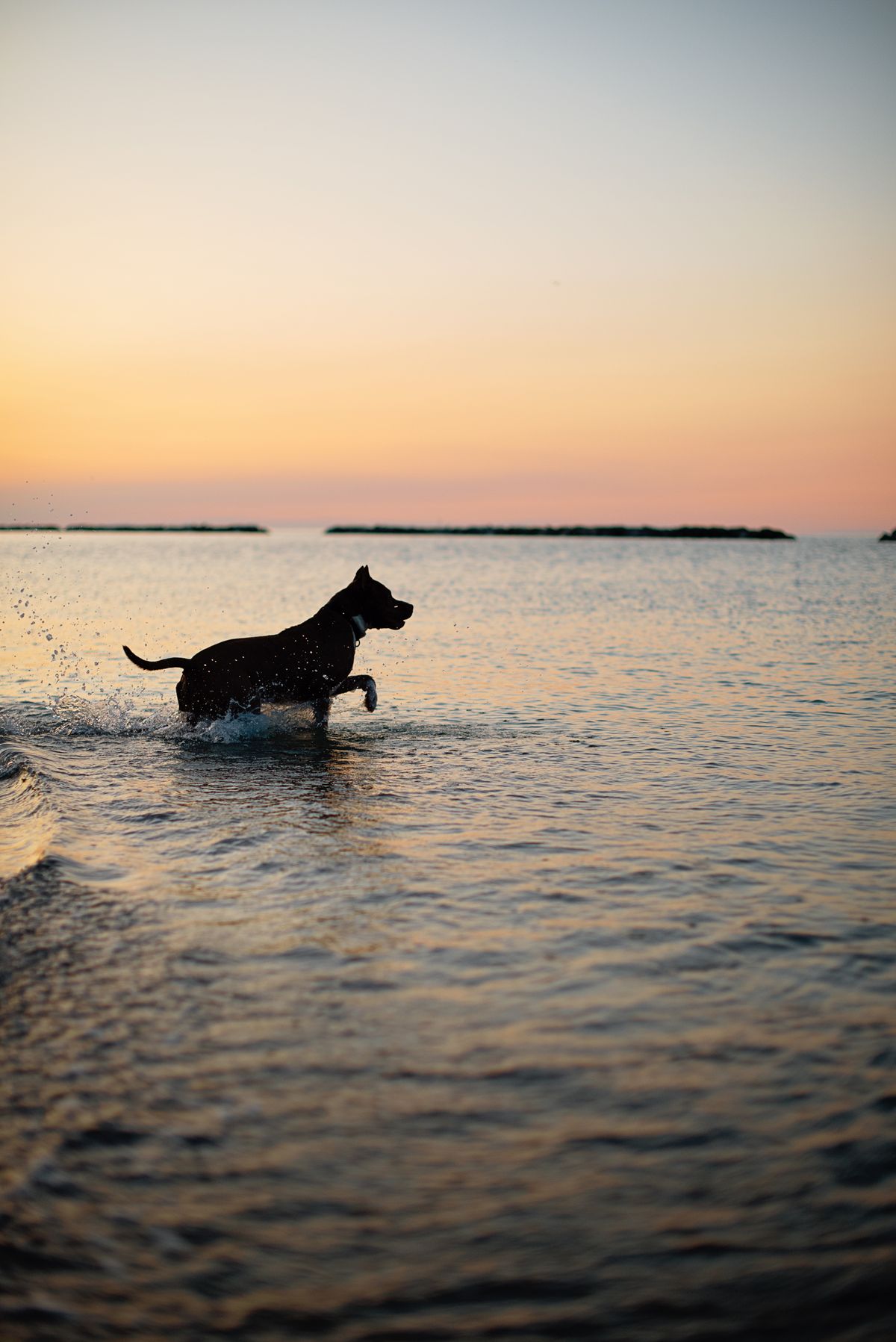 A dog splashing through ocean water at sunset — Photo from Pexels