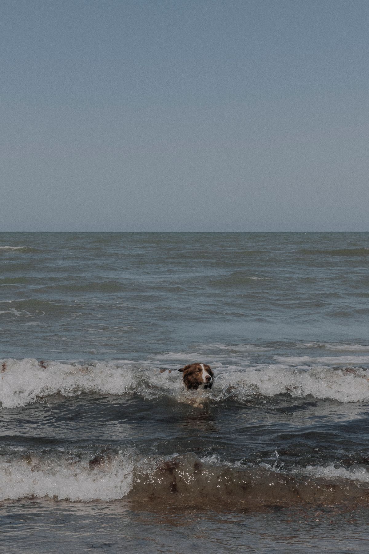 A dog joyfully swimming in the ocean waves — Photo from Pexels