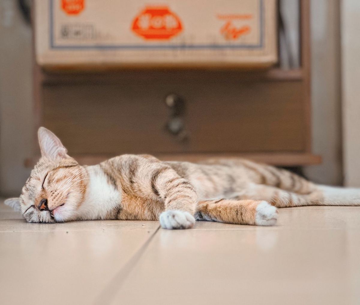 A cat resting quietly on the floor at home — Photo from Pexels