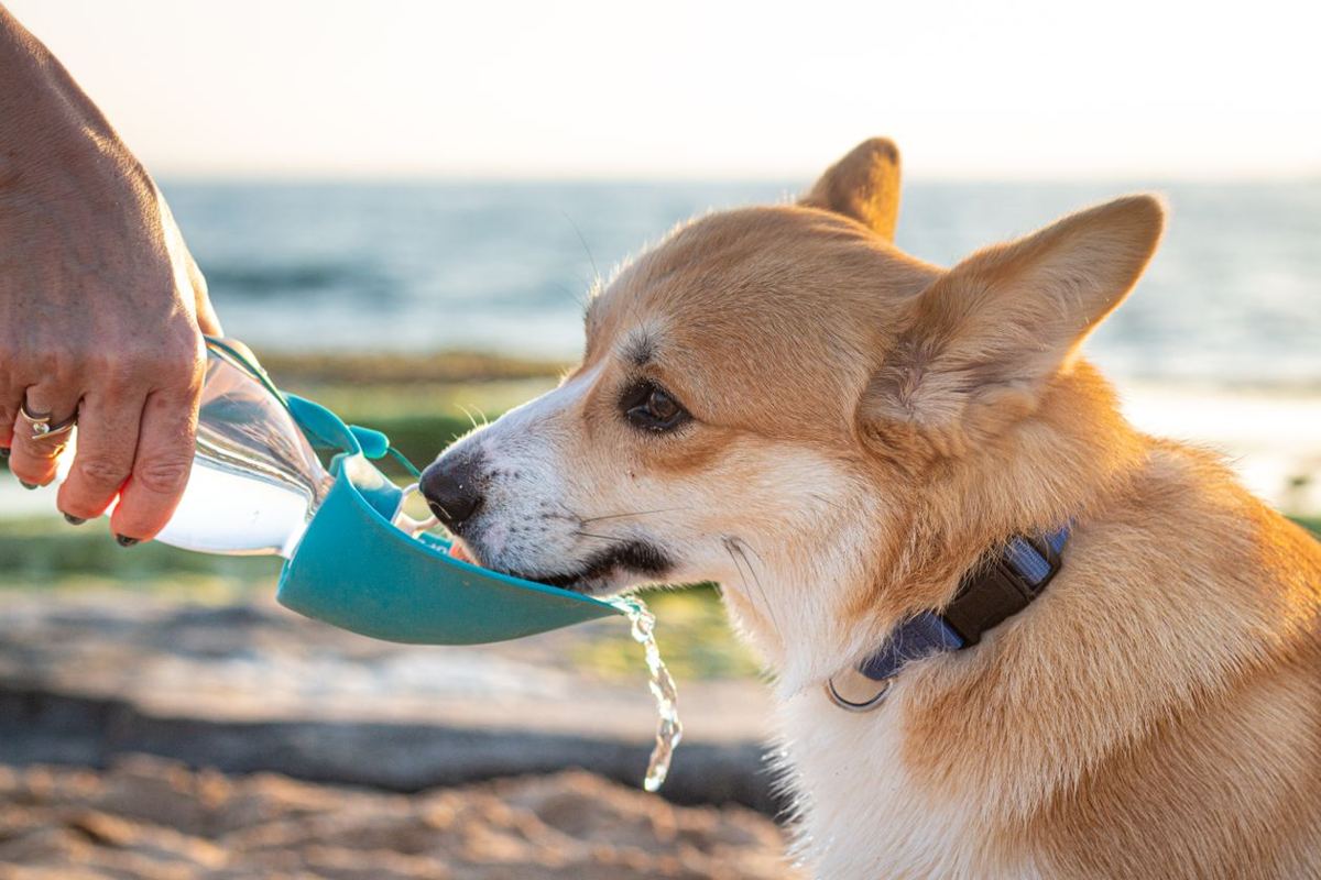 A dog drinking water from a bowl outdoors — Photo from Pexels