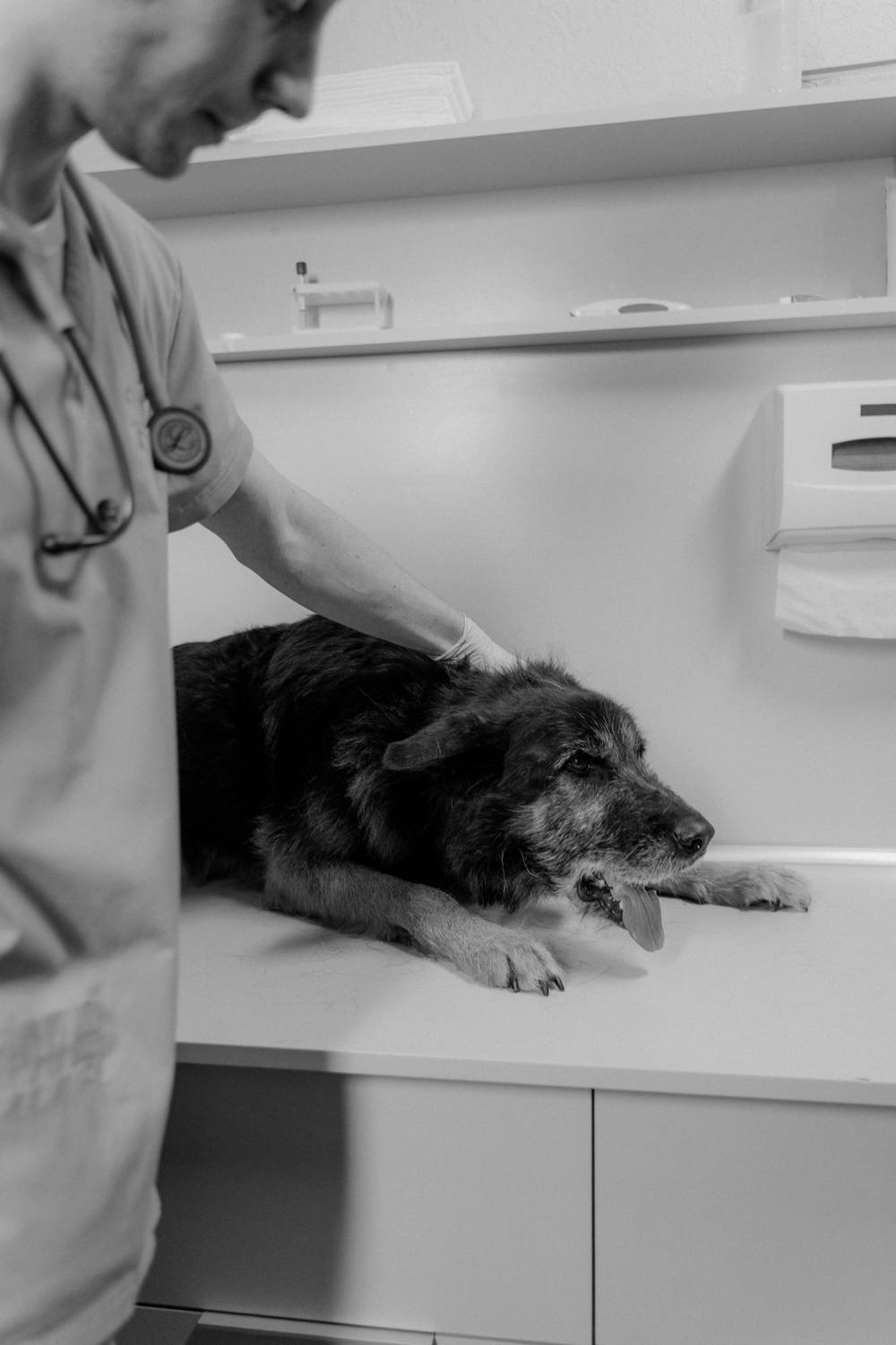 A veterinarian examining a senior dog during a checkup — Photo from Pexels