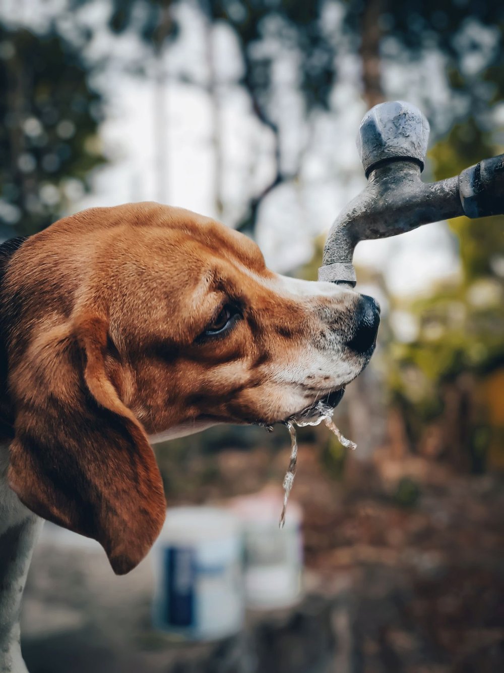 A dog drinking water from an outdoor tap after a walk — Photo from Pexels