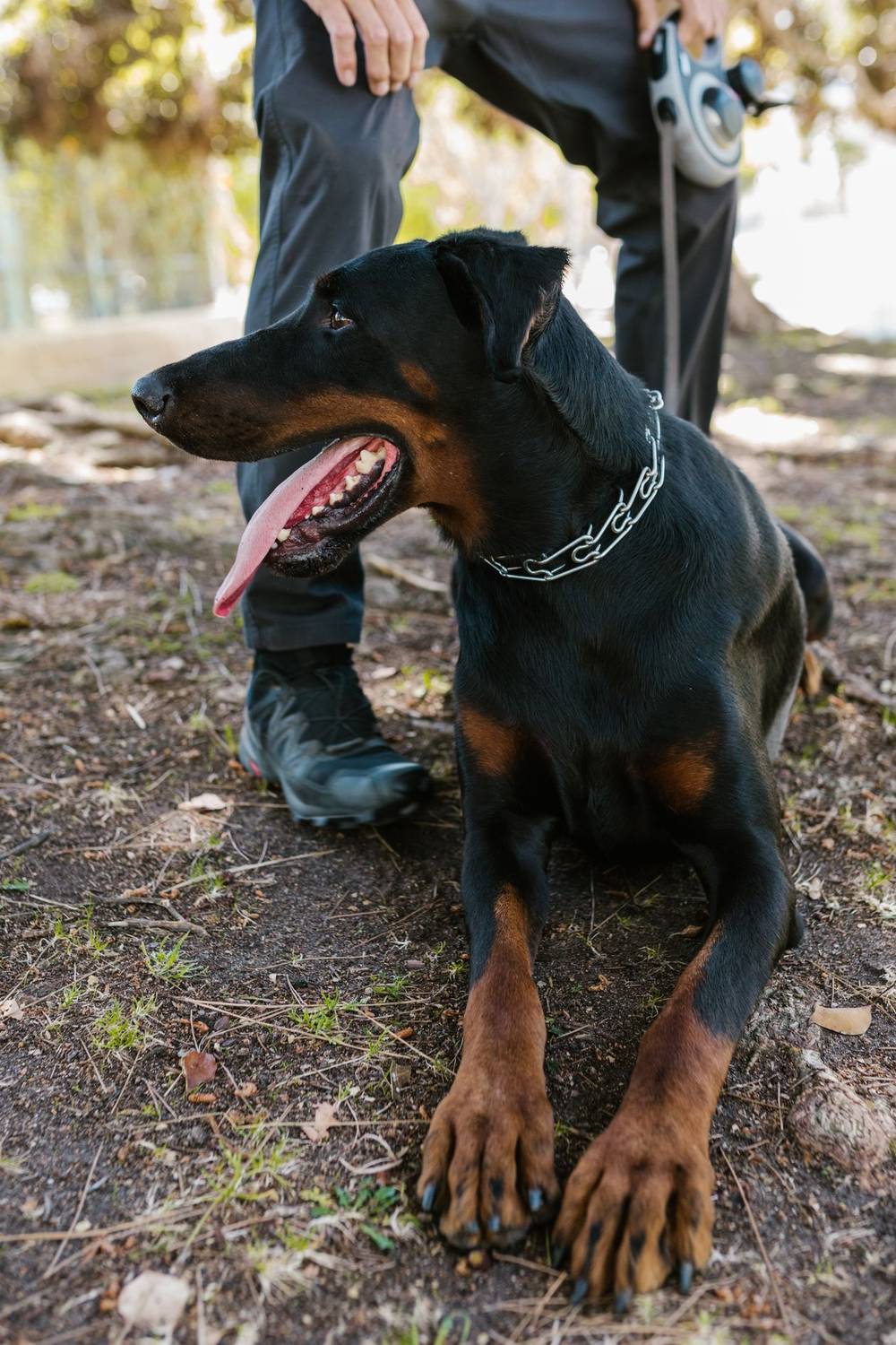 A deep-chested dog resting and catching its breath after a walk — Photo from Pexels