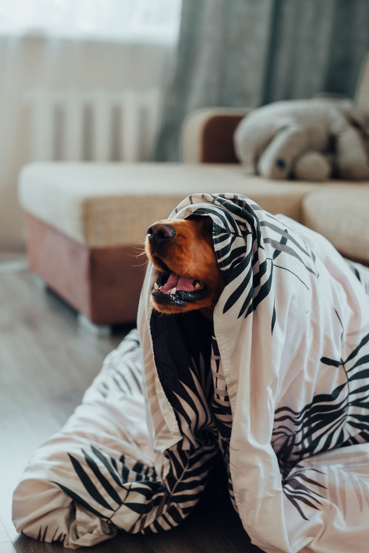 A dog hiding under a blanket from loud noises — Photo from Pexels
