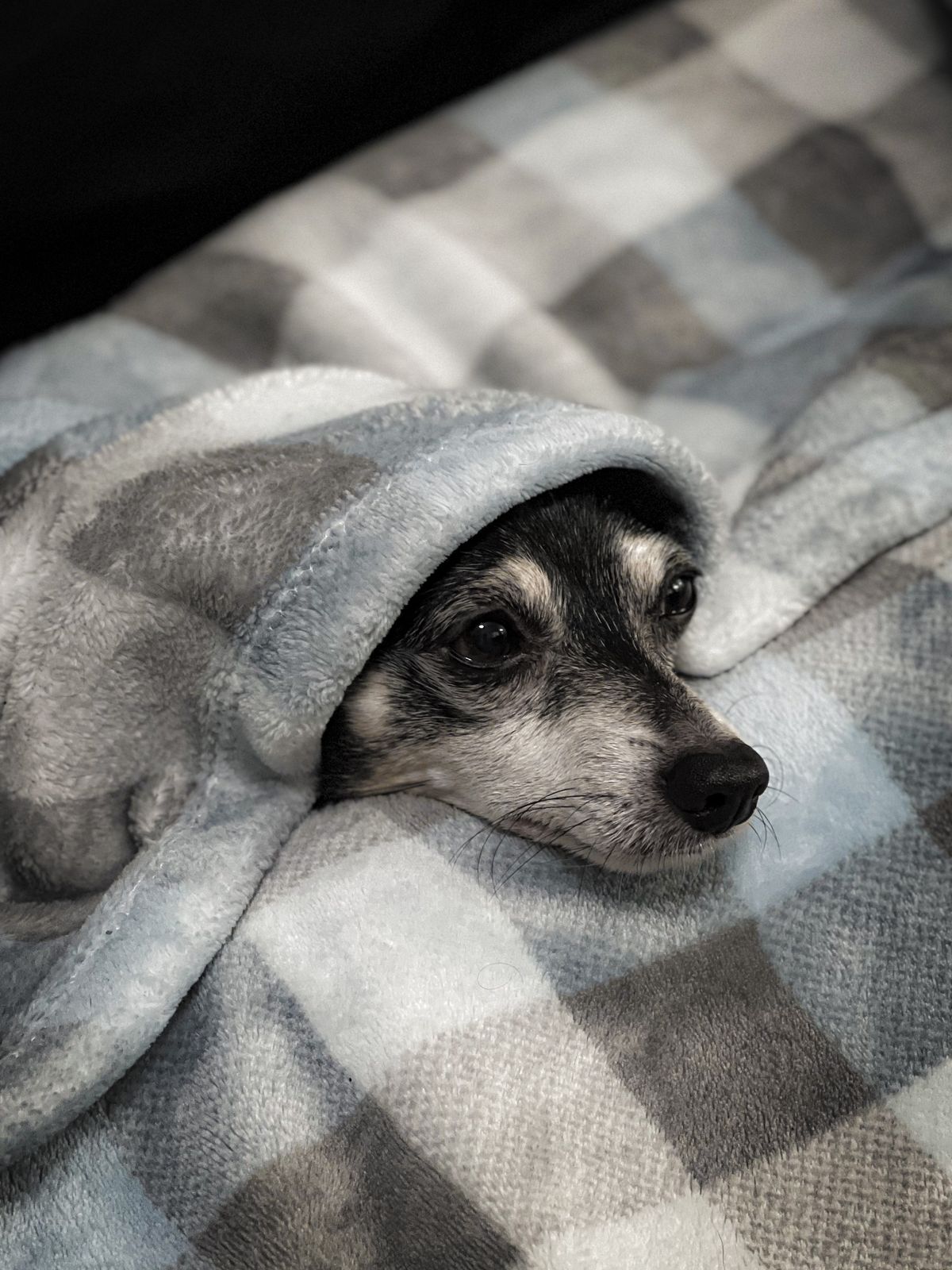 A small dog resting cozily under a blanket — Photo from Pexels