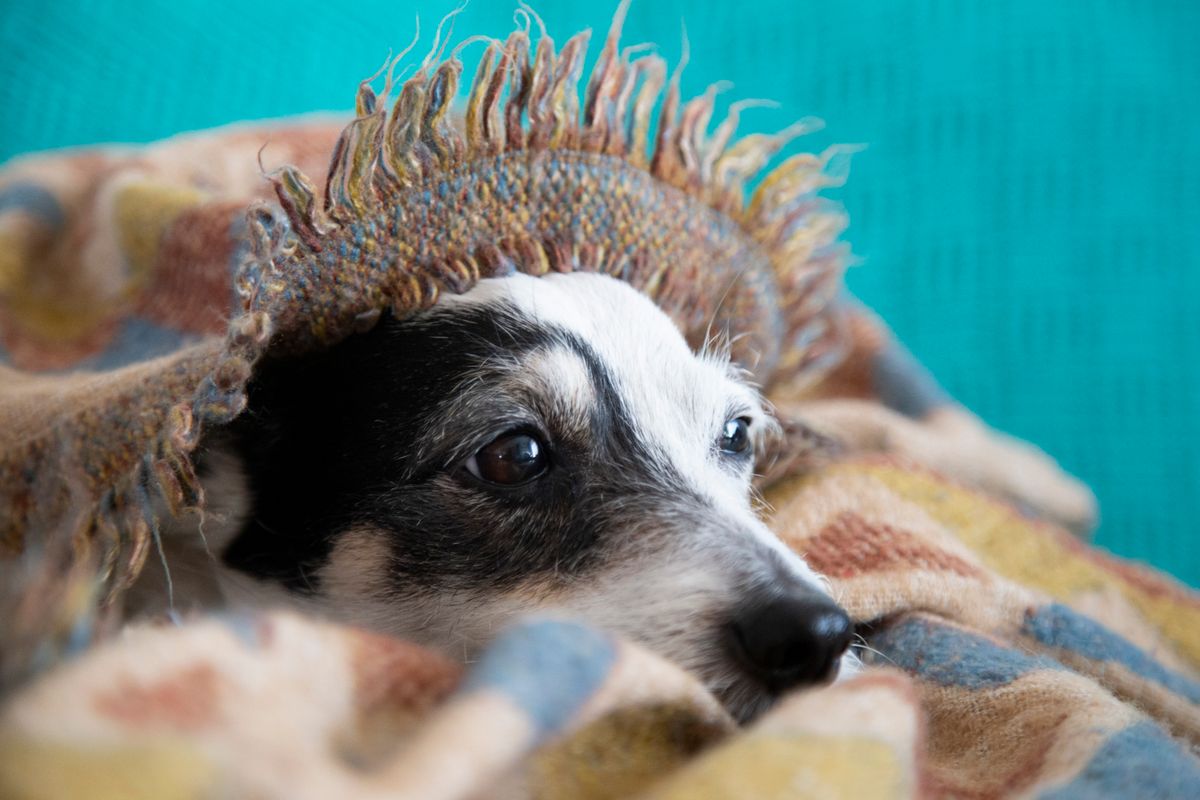 A dog peeking out from under a warm blanket — Photo from Pexels