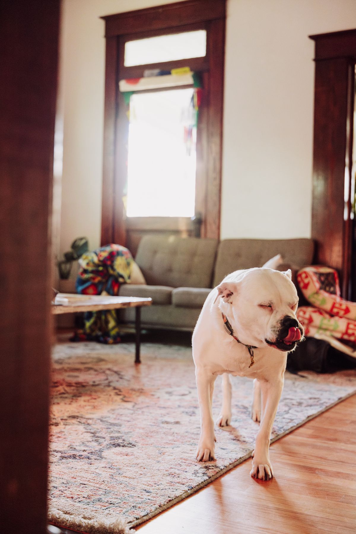 A white dog relaxing in a cozy living room — Photo from Pexels