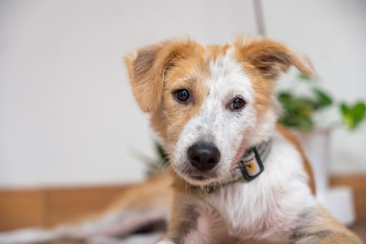 A playful puppy indoors looking up — Photo from Pexels