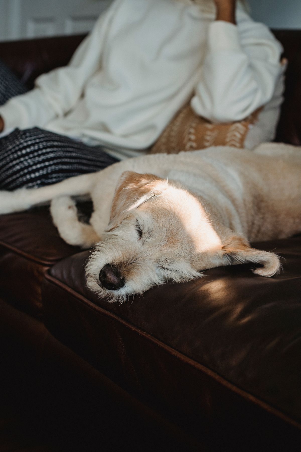 A dog relaxing on a couch in a cozy home — Photo from Pexels