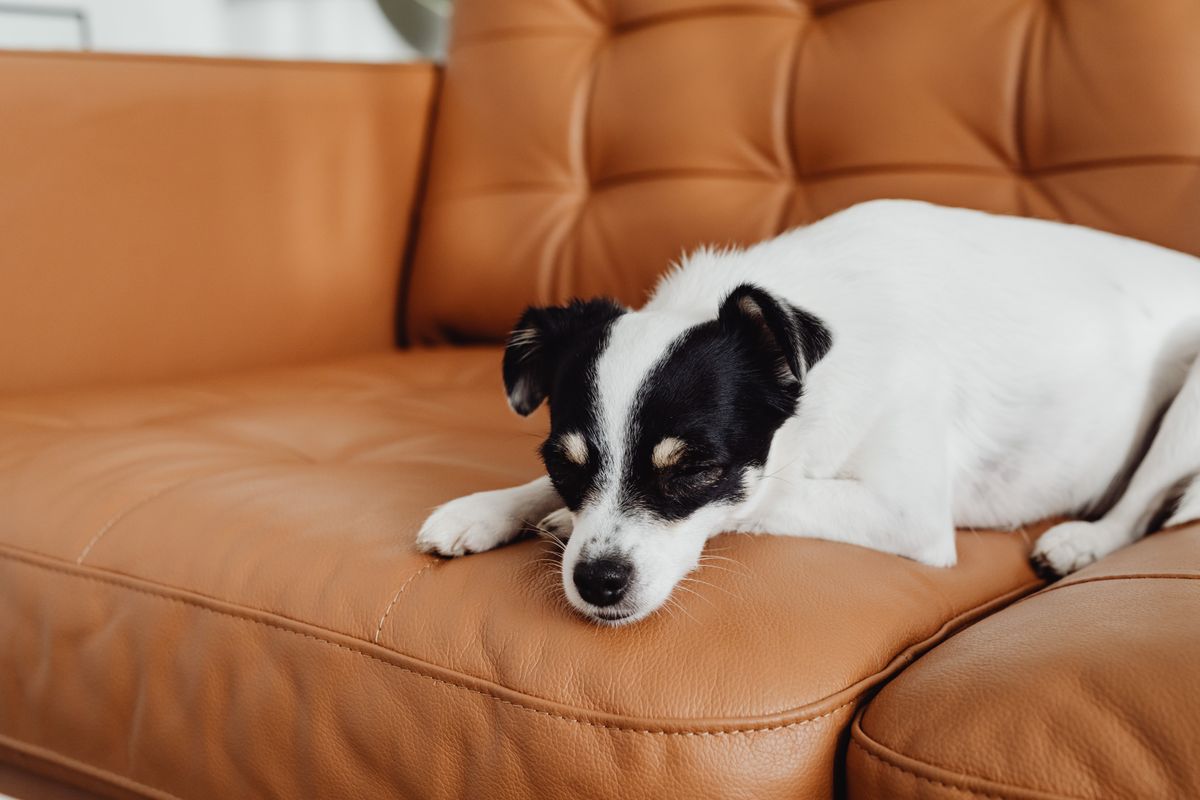 A dog sleeping peacefully on a sofa at home — Photo from Pexels