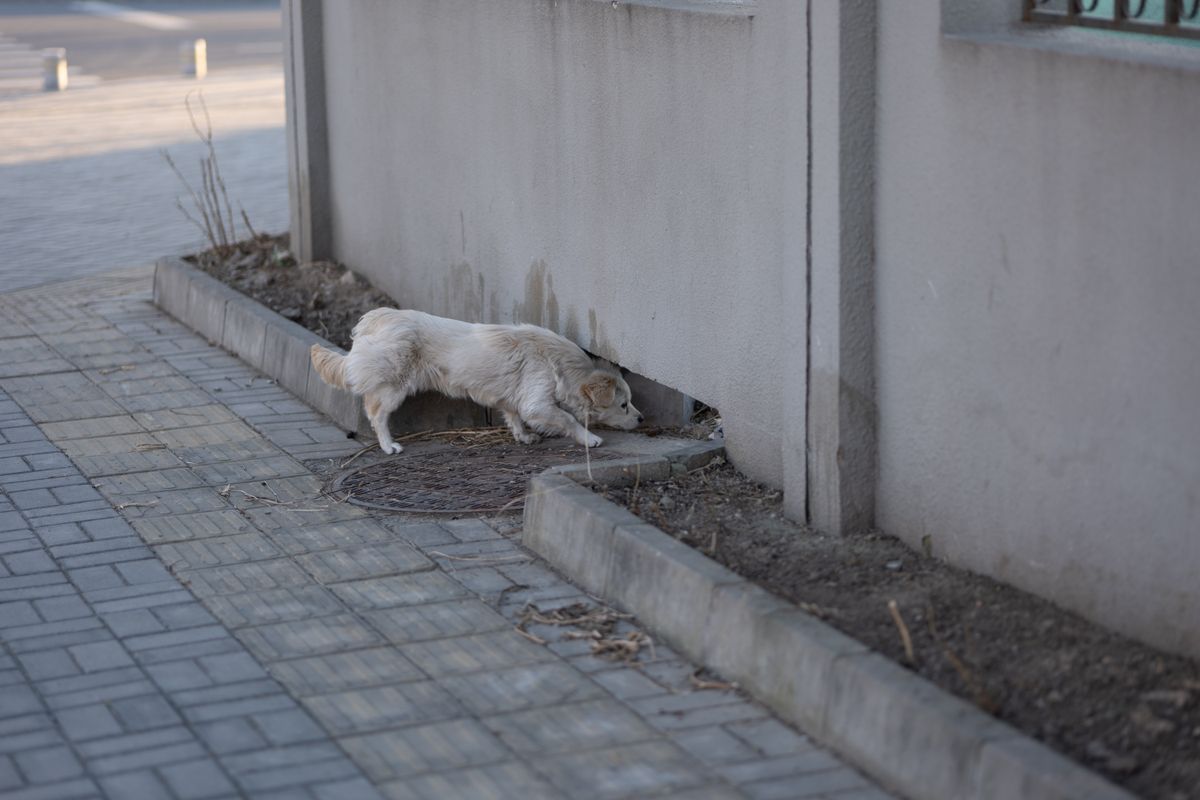 A dog on a concrete surface on a hot day — Photo from Pexels