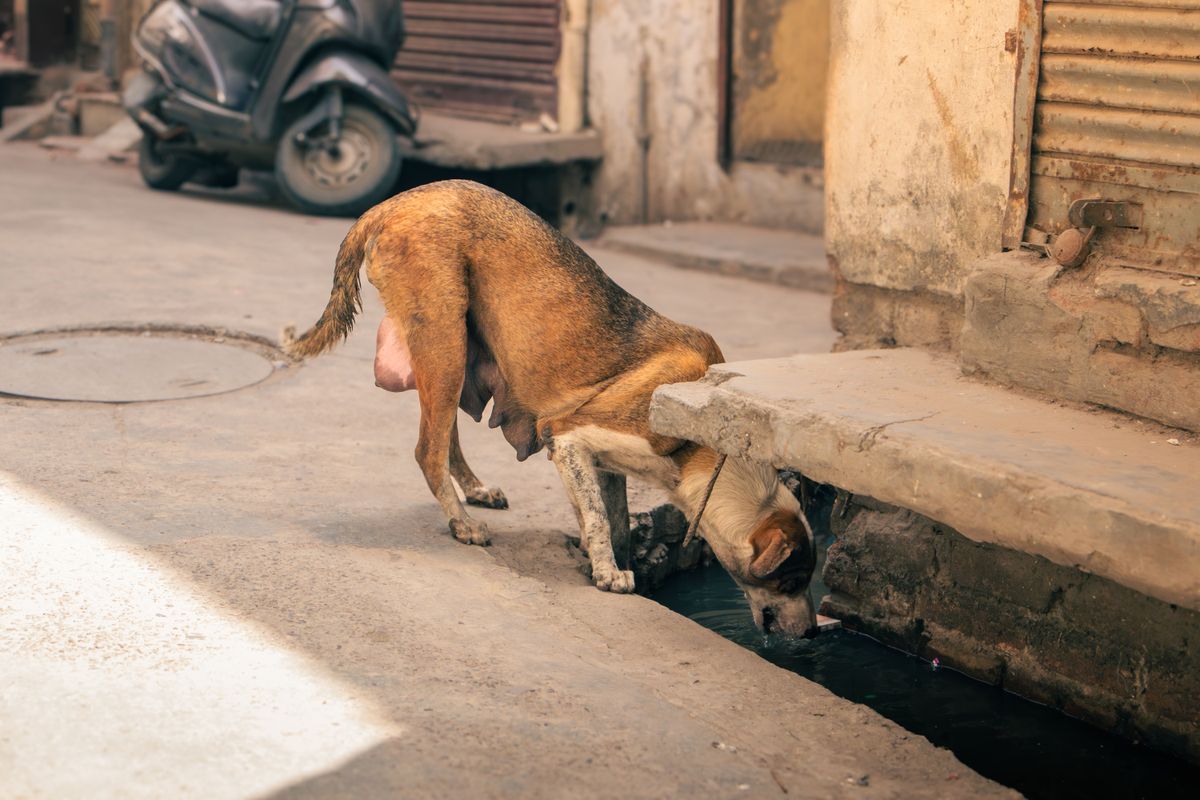 A thirsty dog seeking water on a hot summer day — Photo from Pexels