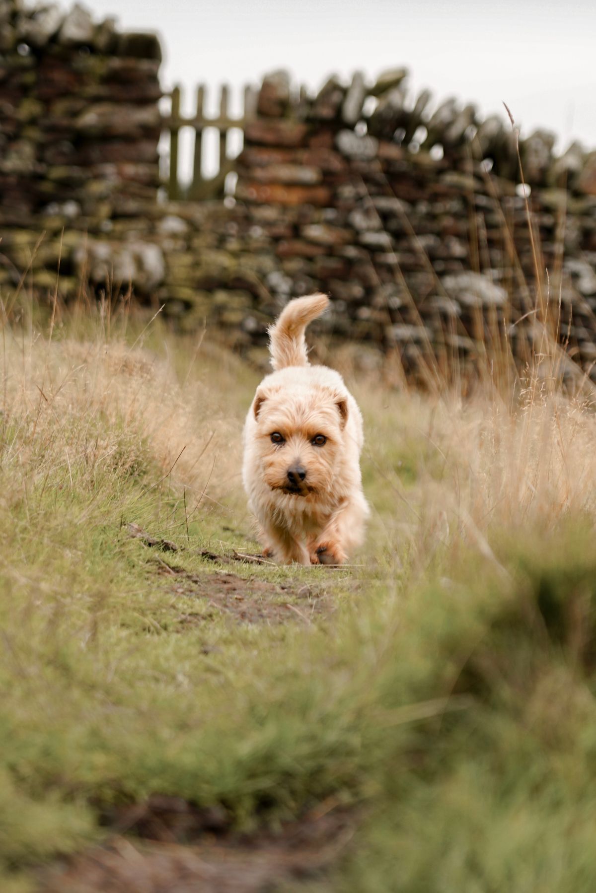 Dog running alone in a yard along a path
