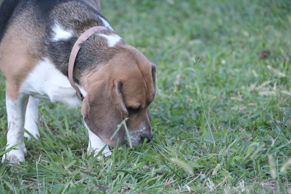Beagle dog sniffing grass in a park