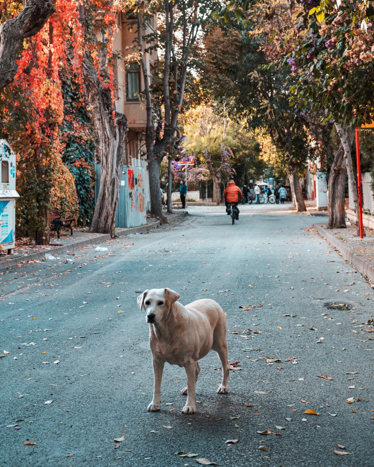 A Labrador retriever sitting alone on a suburban street — Photo from Pexels