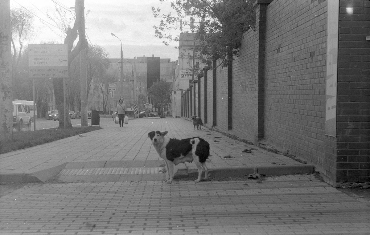 A dog walking on a city sidewalk — Photo from Pexels