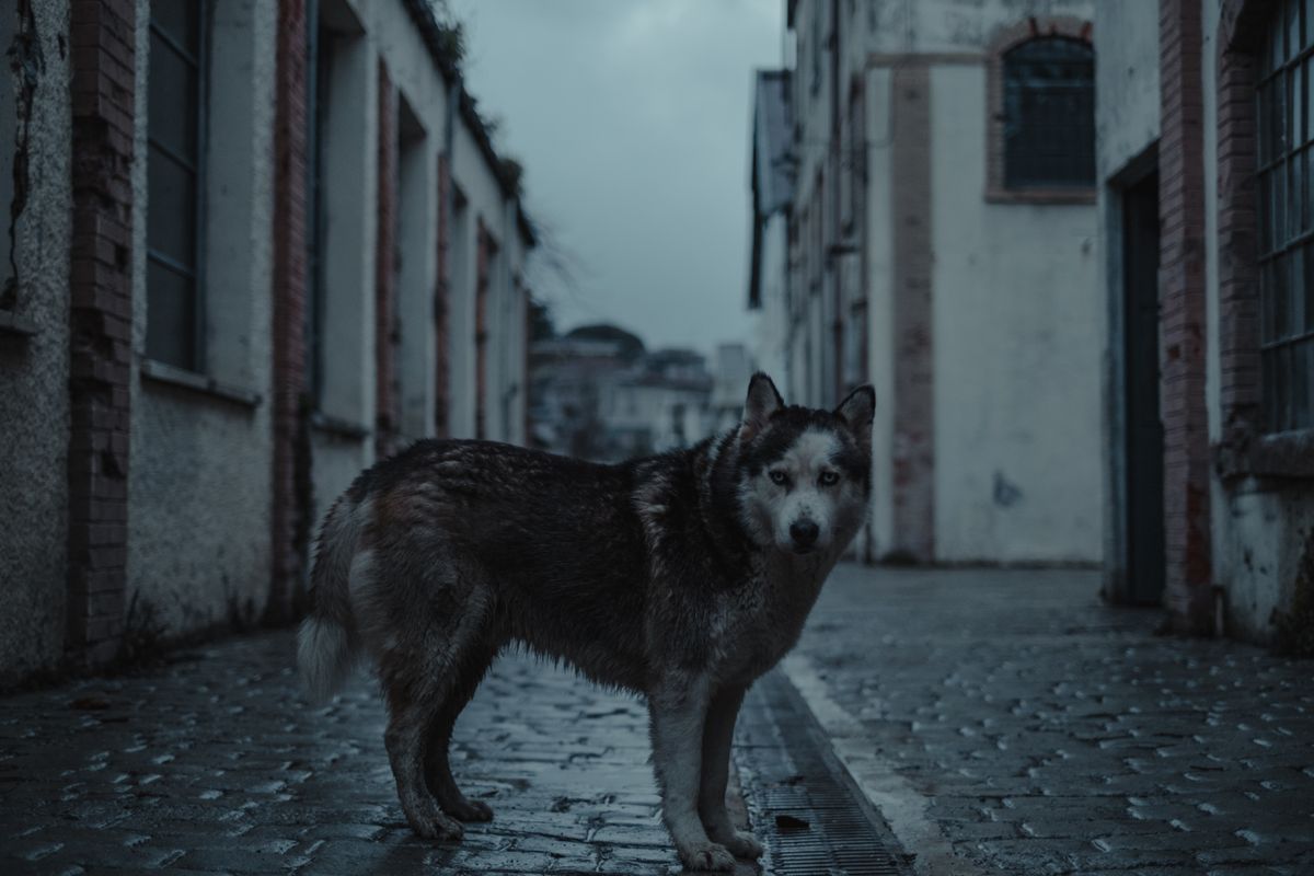 A person calmly approaching a dog outdoors — Photo from Pexels