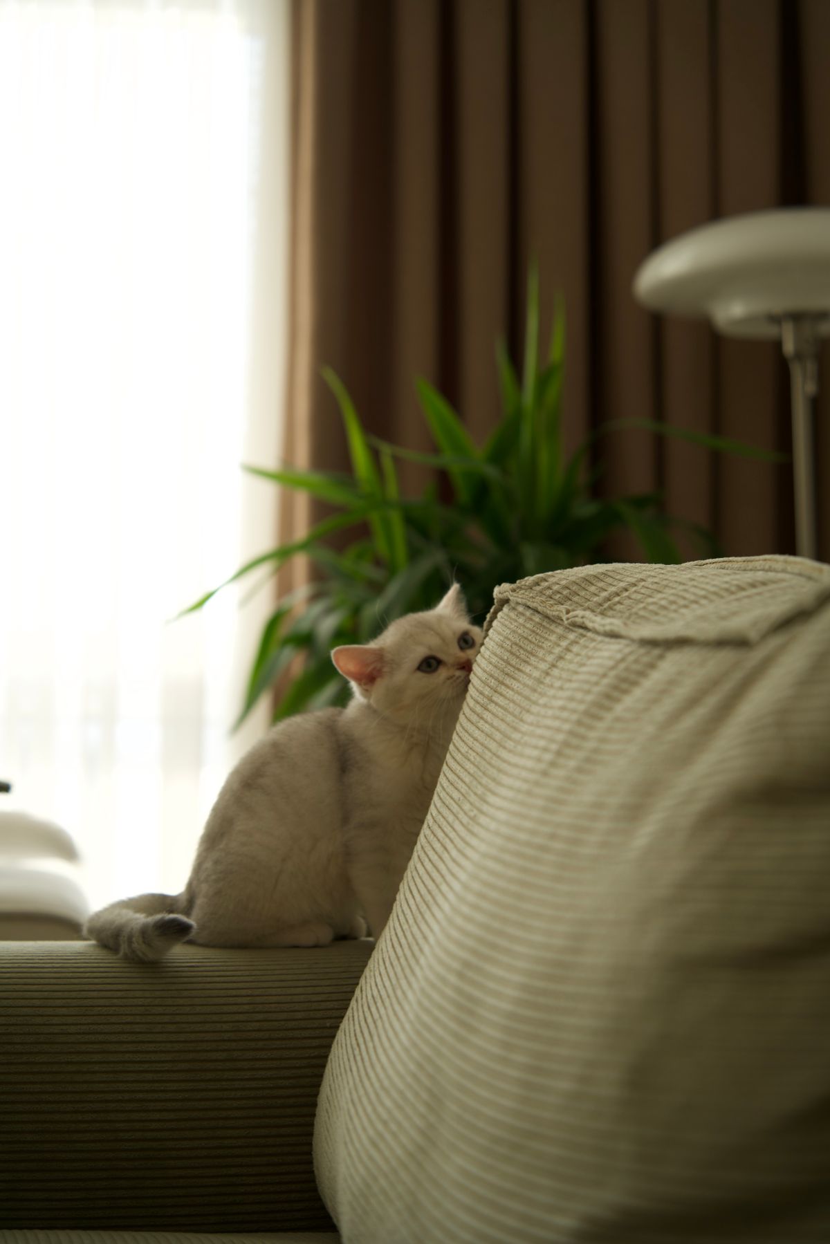 Curious kitten peeking over a couch indoors — Photo from Pexels