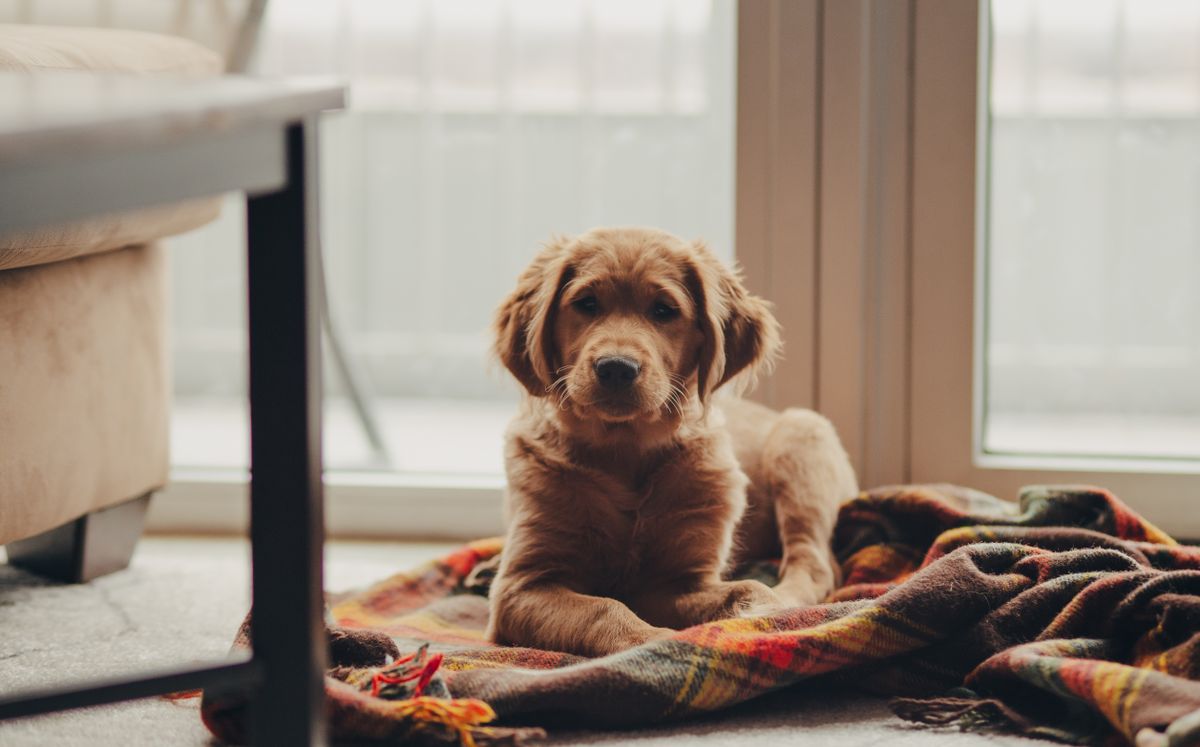 Golden retriever puppy resting on a blanket near a window in a cozy home — Photo by Josh Hild on Pexels