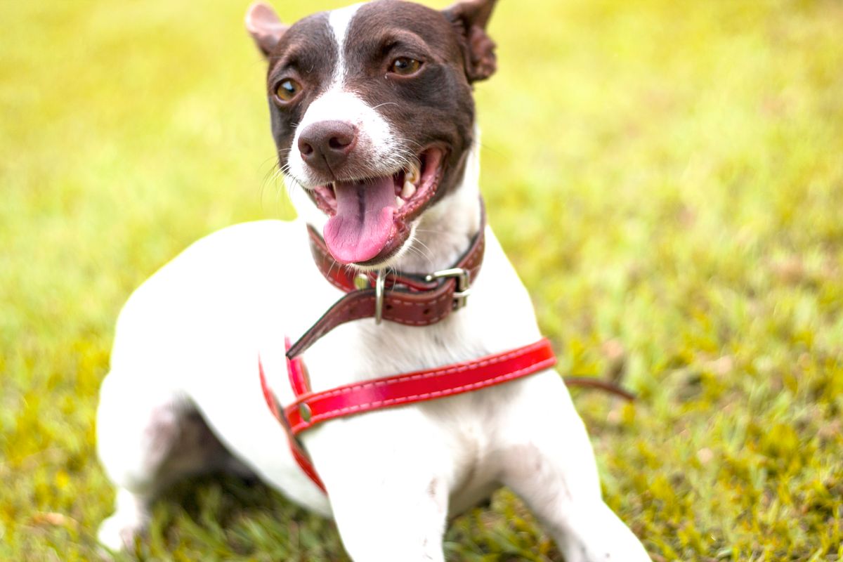 A dog with a leash lying on grass outdoors — Photo from Pexels