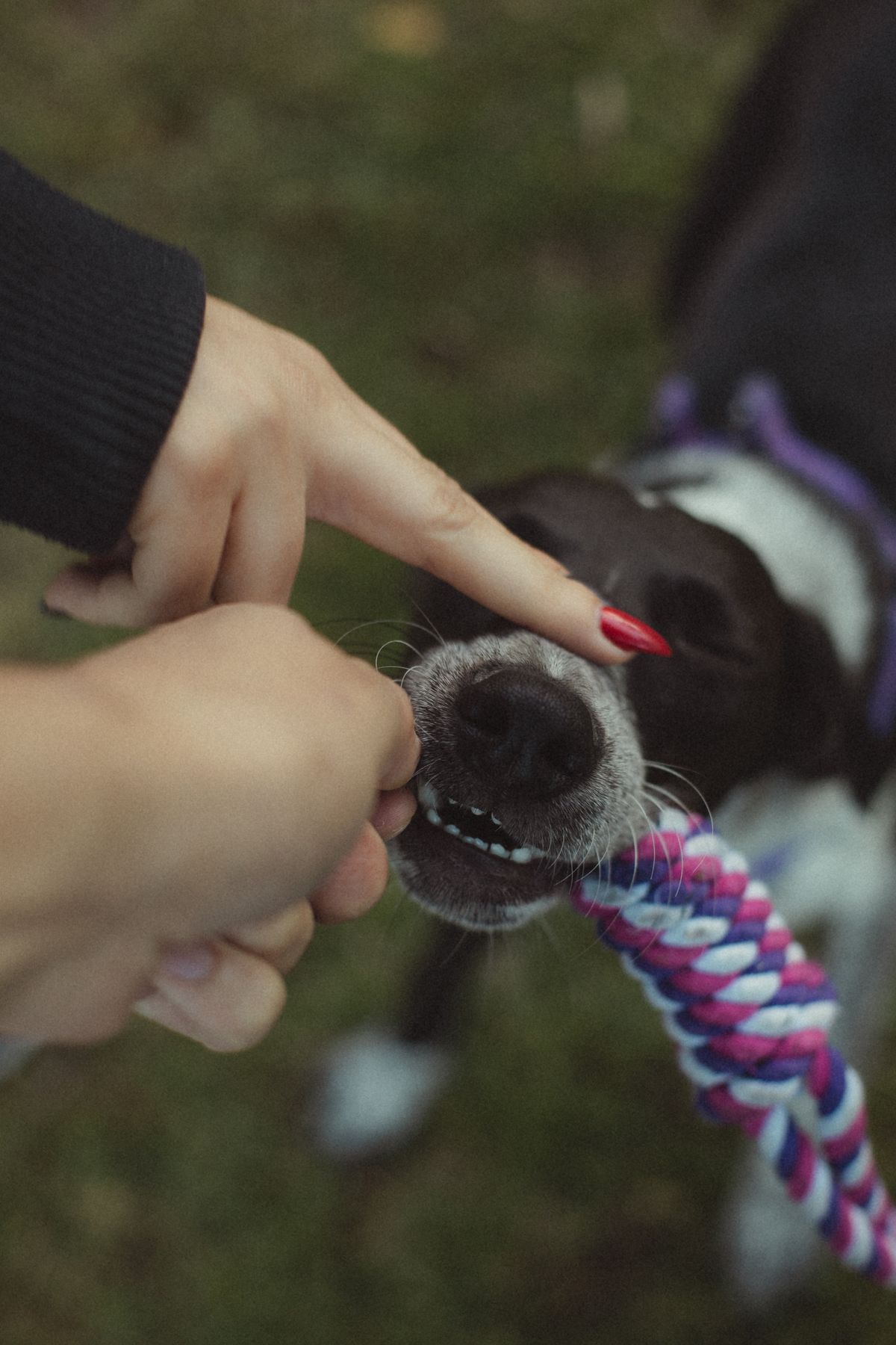 A person playfully tugging a toy with a dog — Photo from Pexels
