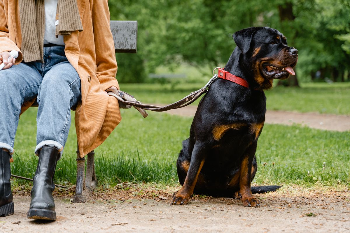 A Rottweiler on a leash sitting calmly by its owner in a park — Photo from Pexels