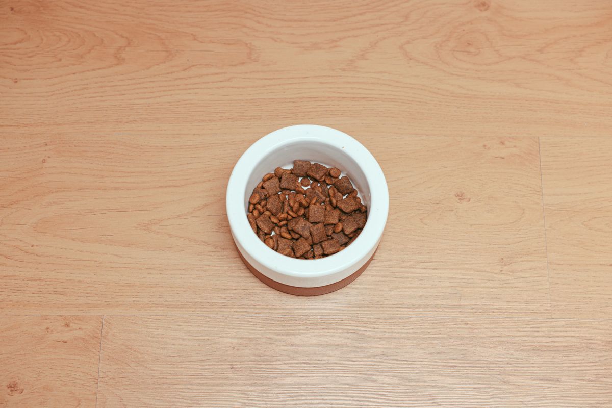 Dog food in a bowl on a wooden surface — Photo from Pexels