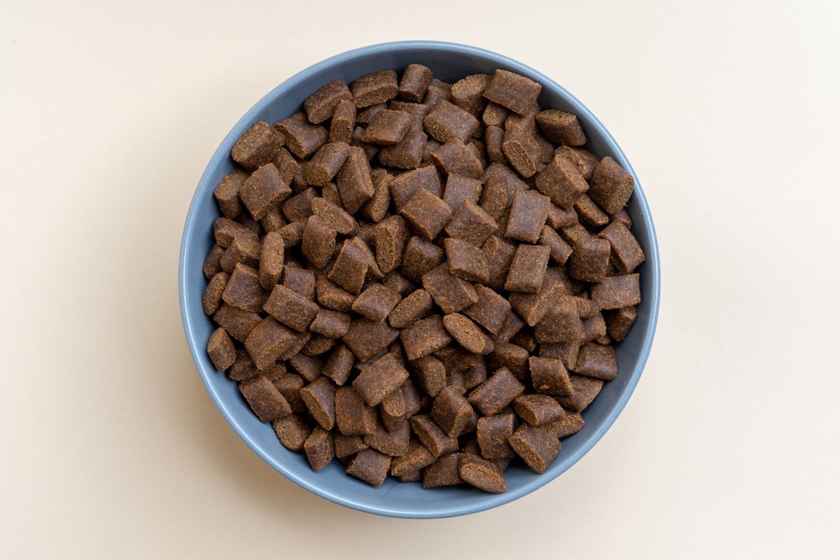Dry dog kibble in a bowl — Photo from Pexels
