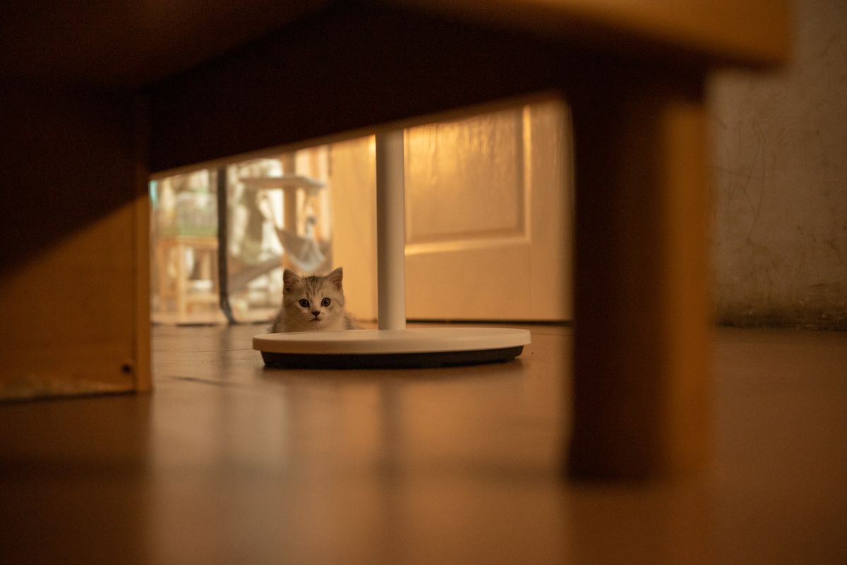 A cat resting on the floor at home — Photo from Pexels