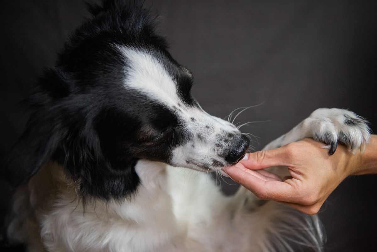 A dog resting its paw on a human hand — Photo from Pexels