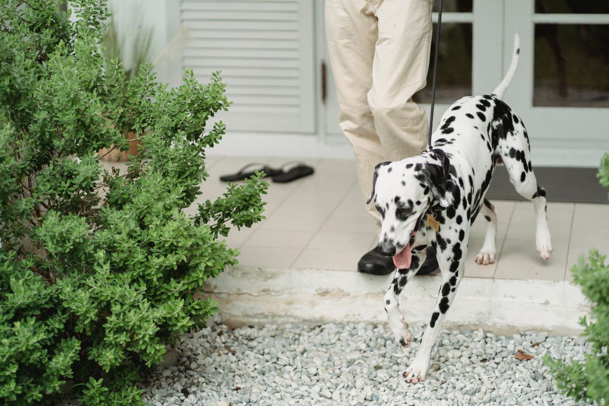 A Dalmatian dog walking on a leash in a green park — Photo from Pexels