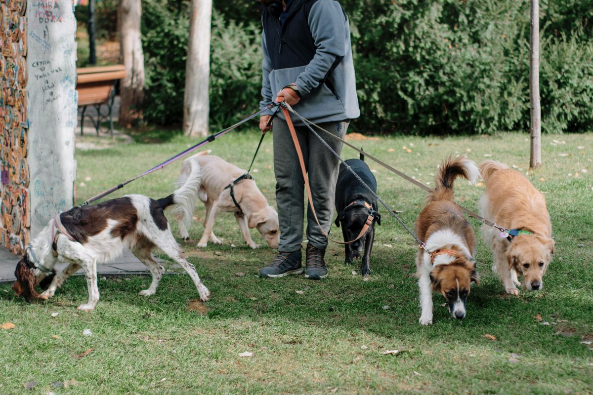 A man walking a group of dogs on leashes through a sunny park — Photo from Pexels