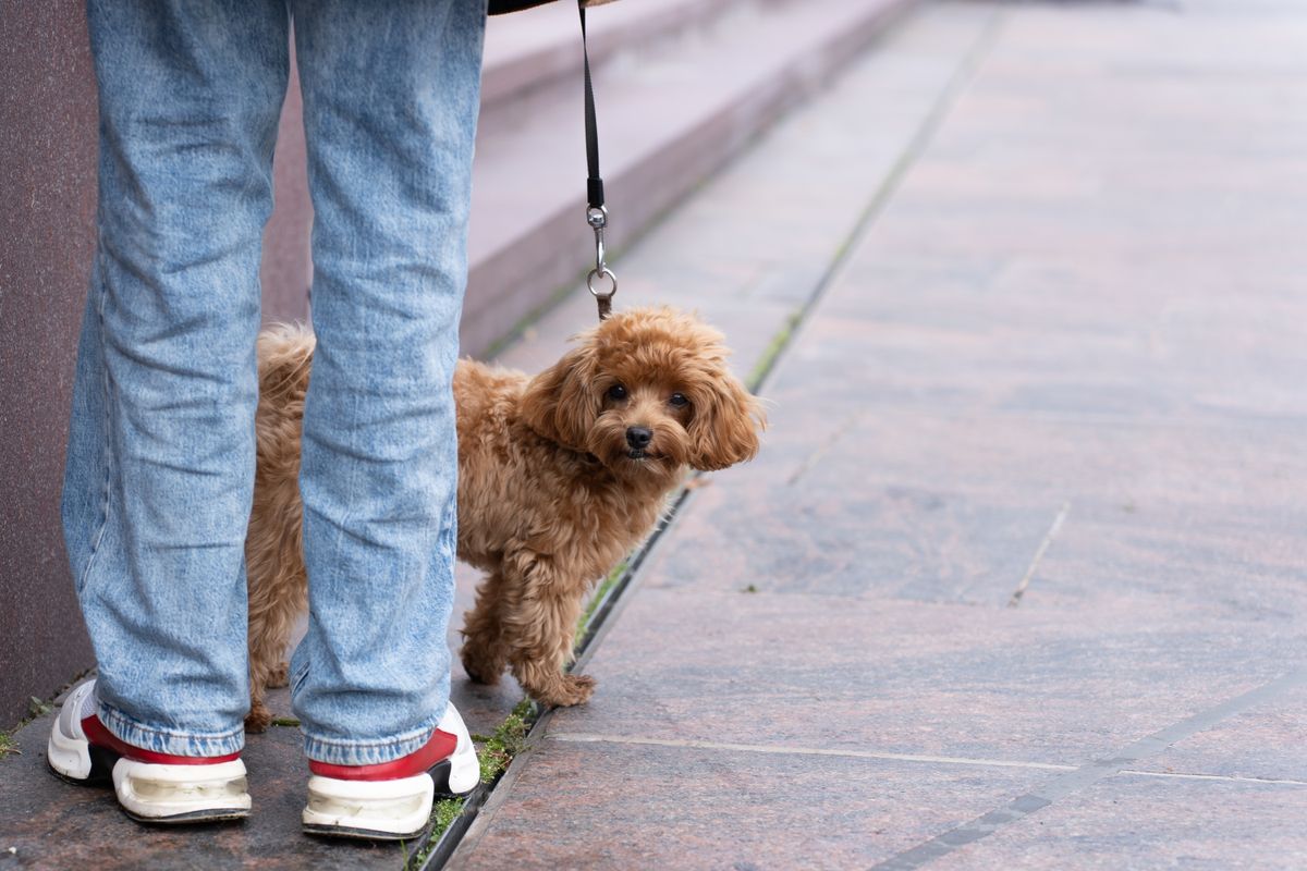 A person walking a small dog on a leash — Photo from Pexels