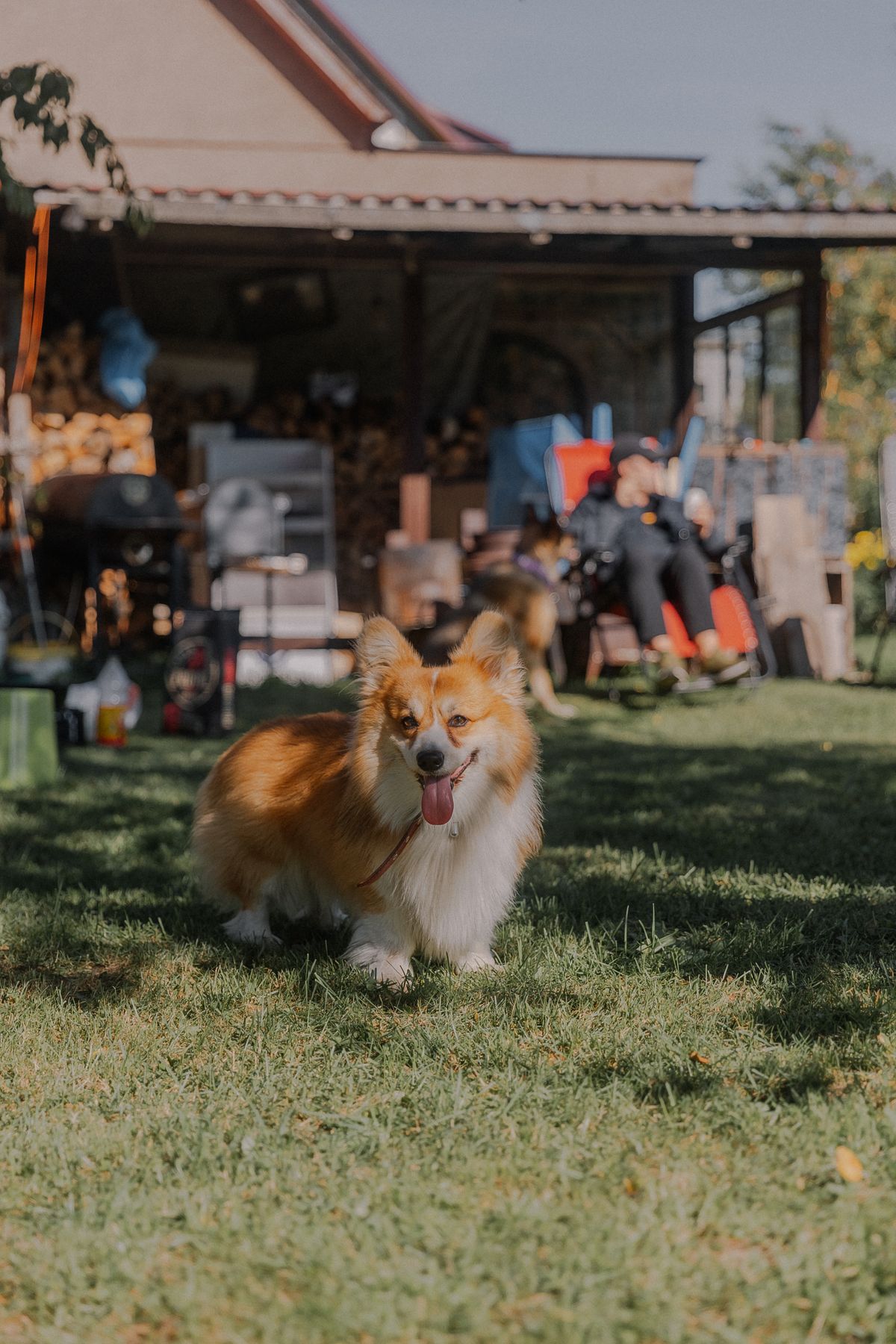 A happy dog enjoying a sunny day in a garden — Photo from Pexels