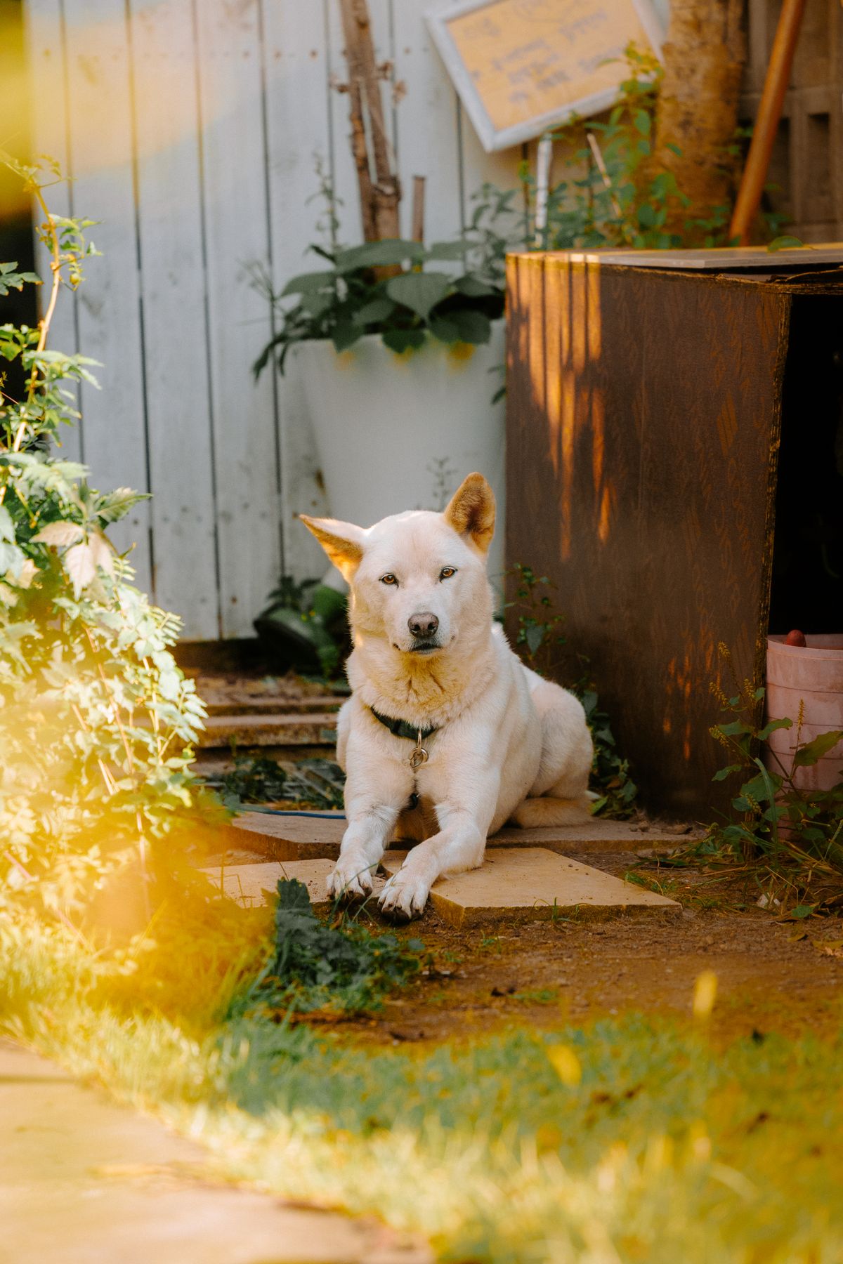 A dog lounging in a sunny backyard garden — Photo from Pexels