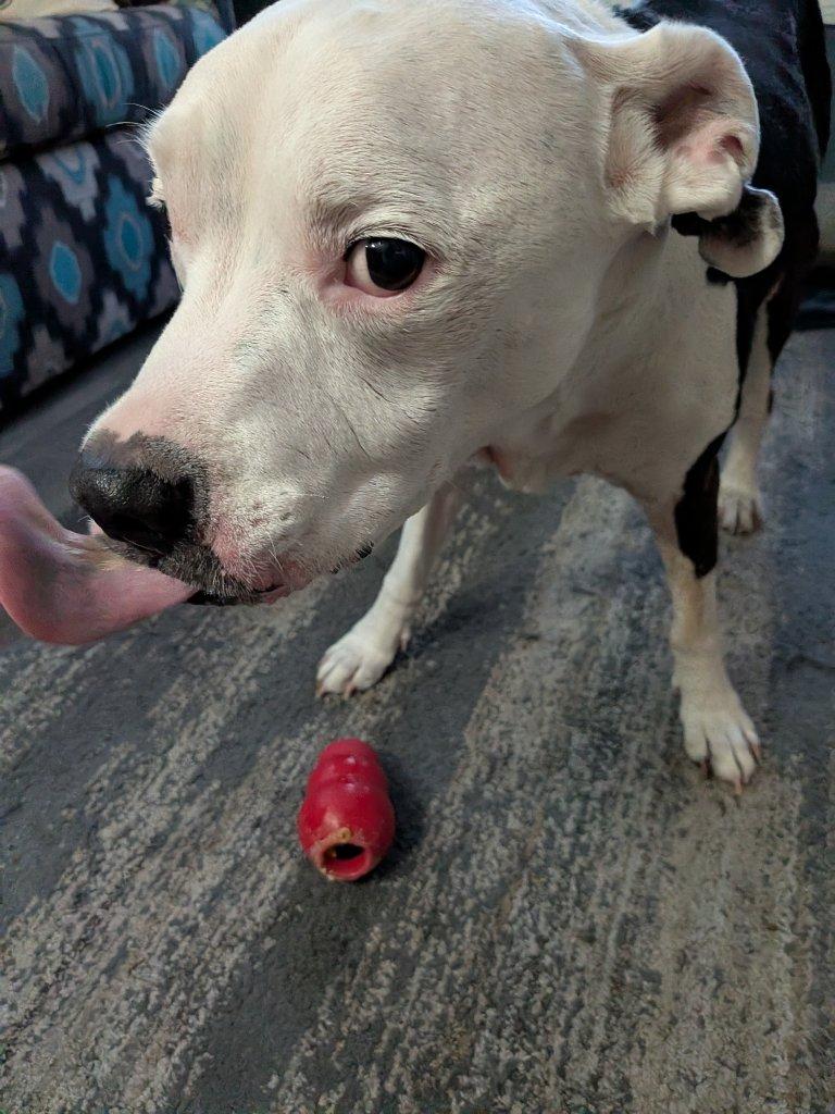 Happy dog with a toy, comfortable during the meet and greet