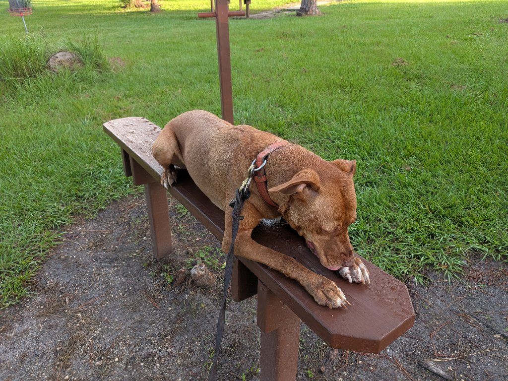 Dog resting comfortably at home during overnight pet sitting in Largo, FL