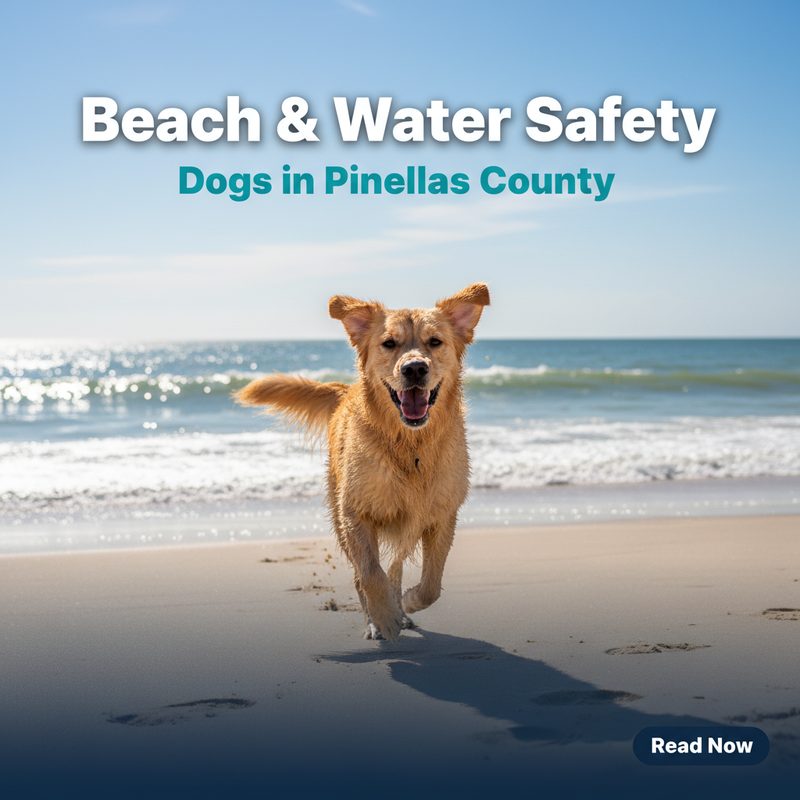 Beach & Water Safety for Dogs in Pinellas County