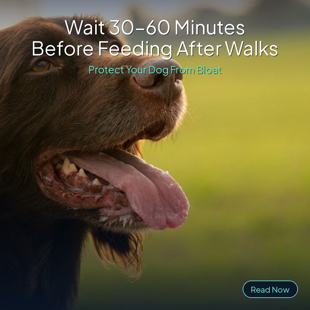 Wait 30-60 minutes before feeding after walks — protect your dog from bloat