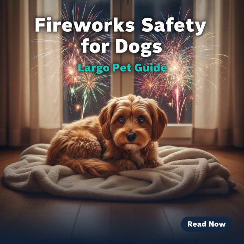 Fireworks Safety for Dogs in Largo
