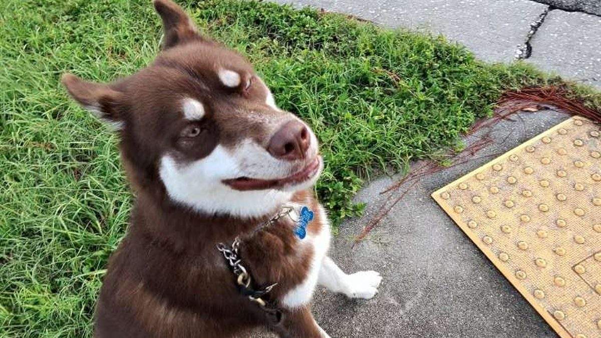Spooky, a Spare Human Services client dog, sitting curbside in her neighborhood