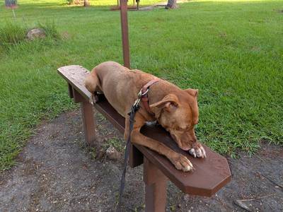 Pet sitter vs kennel comparison