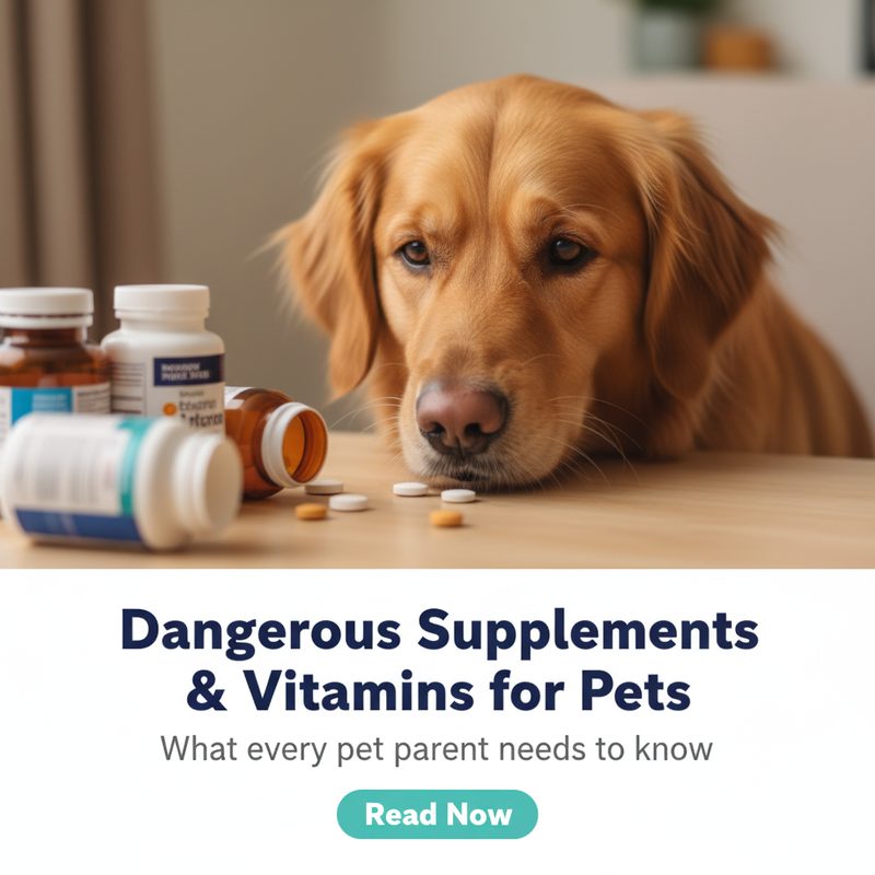 Dangerous Supplements & Vitamins for Pets