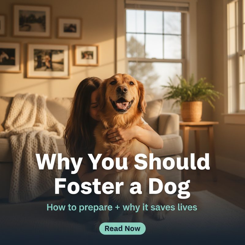 Why foster a dog